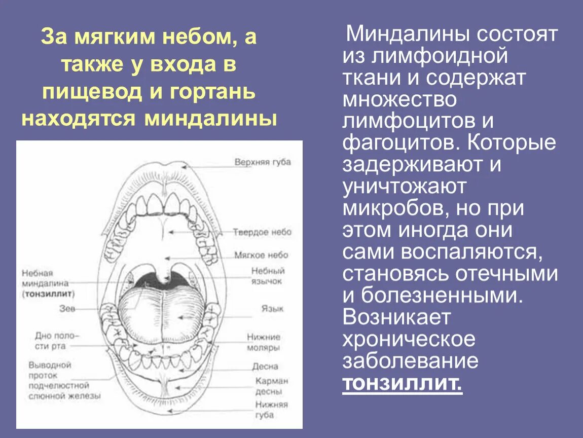 Разрастание лимфоидной ткани миндалины фото Презентация на тему : "Дыхательная система человека"