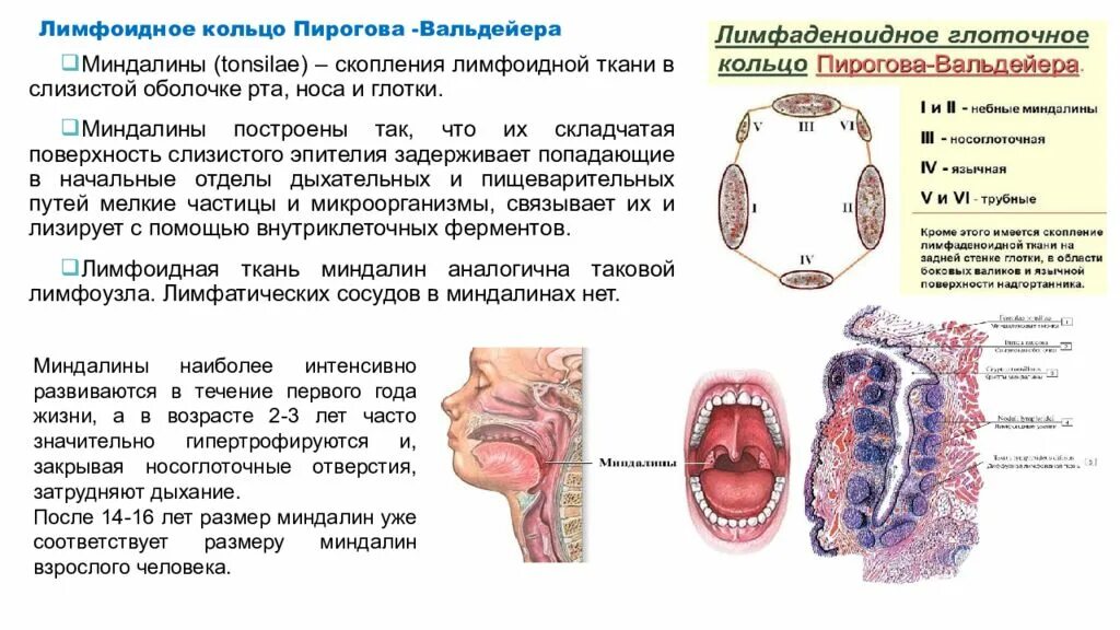 Разрастание лимфоидной ткани миндалины фото Содержит скопления лимфоидной ткани