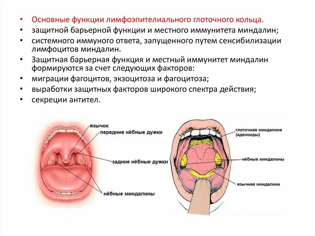 Разрастание лимфоидной ткани миндалины фото ФЕНОМЕН ВАЛЬДЕЙЕРА Эпонимы и Мы Дзен