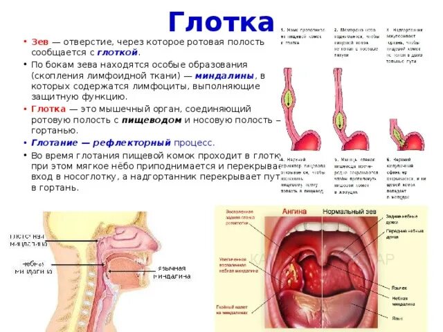 Разрастание лимфоидной ткани в горле фото Пищеварительная система. - Биология - Презентации - 8 класс