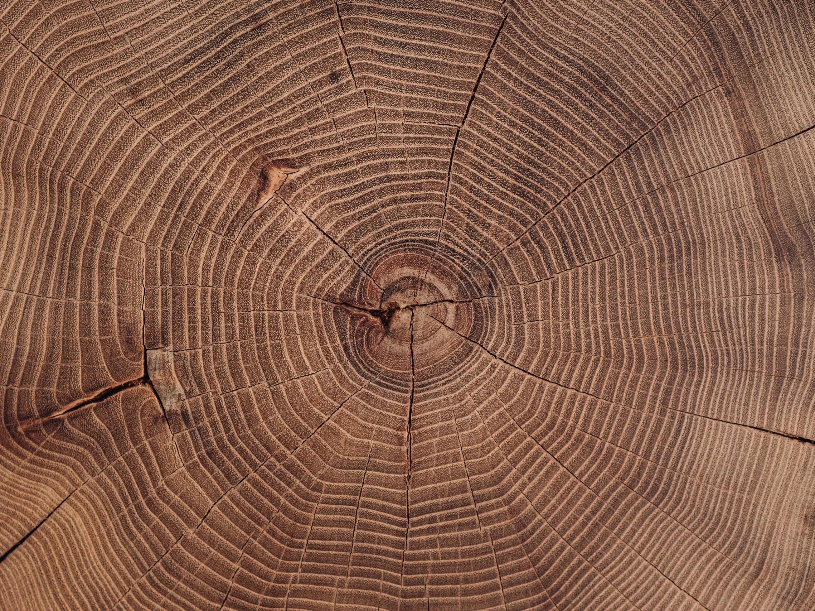 Разрез дерева фото a close-up of a saw cut of a large acacia stump. wood background 3173036 Stock P