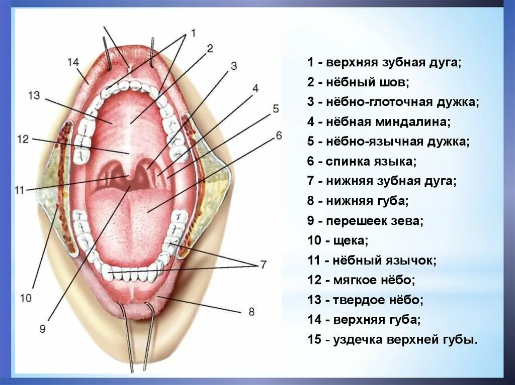 Разрез горла фото Схема горла