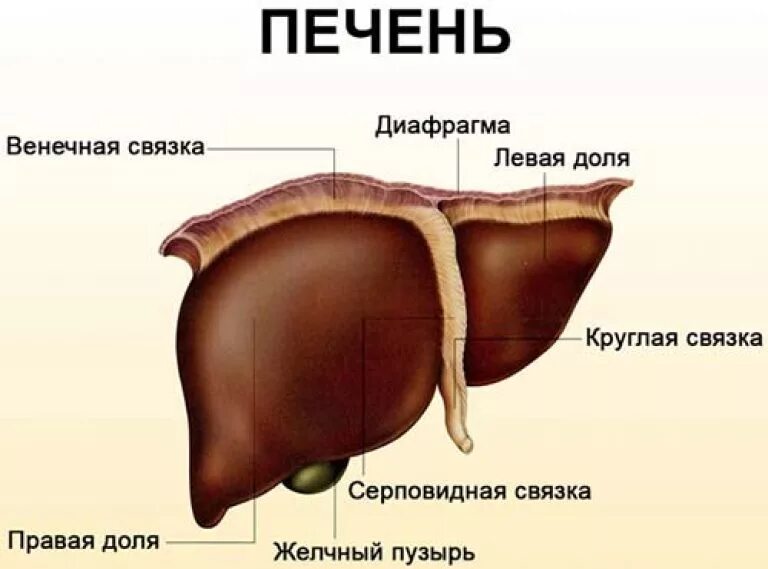 Разрез печени фото Анатомия и функции печени: расположение, вес и размер печени