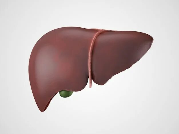 Разрез печени фото Page 9 Liver Organ Images - Free Download on Freepik