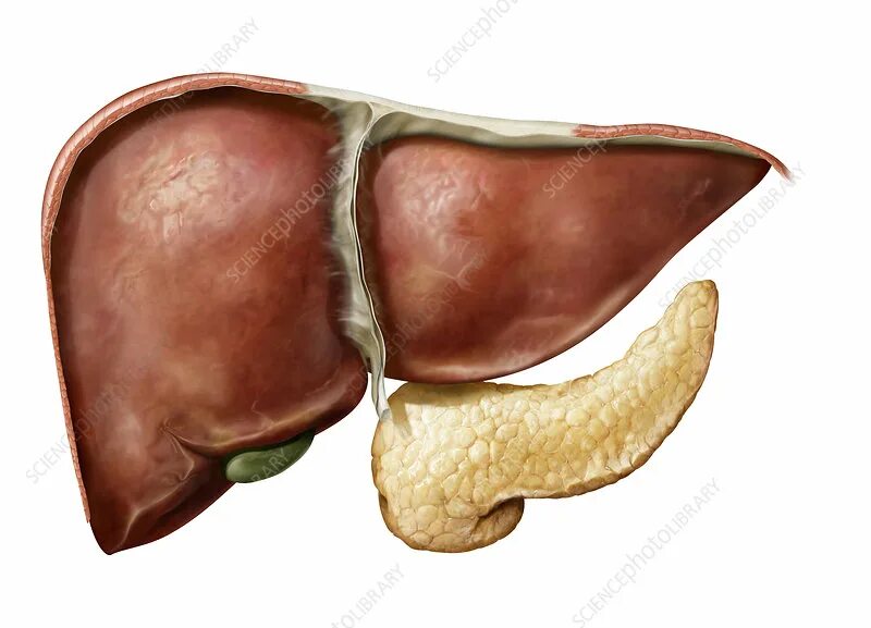 Разрез печени фото Liver, gallbladder and pancreas, illustration - Stock Image - C039/1739 - Scienc