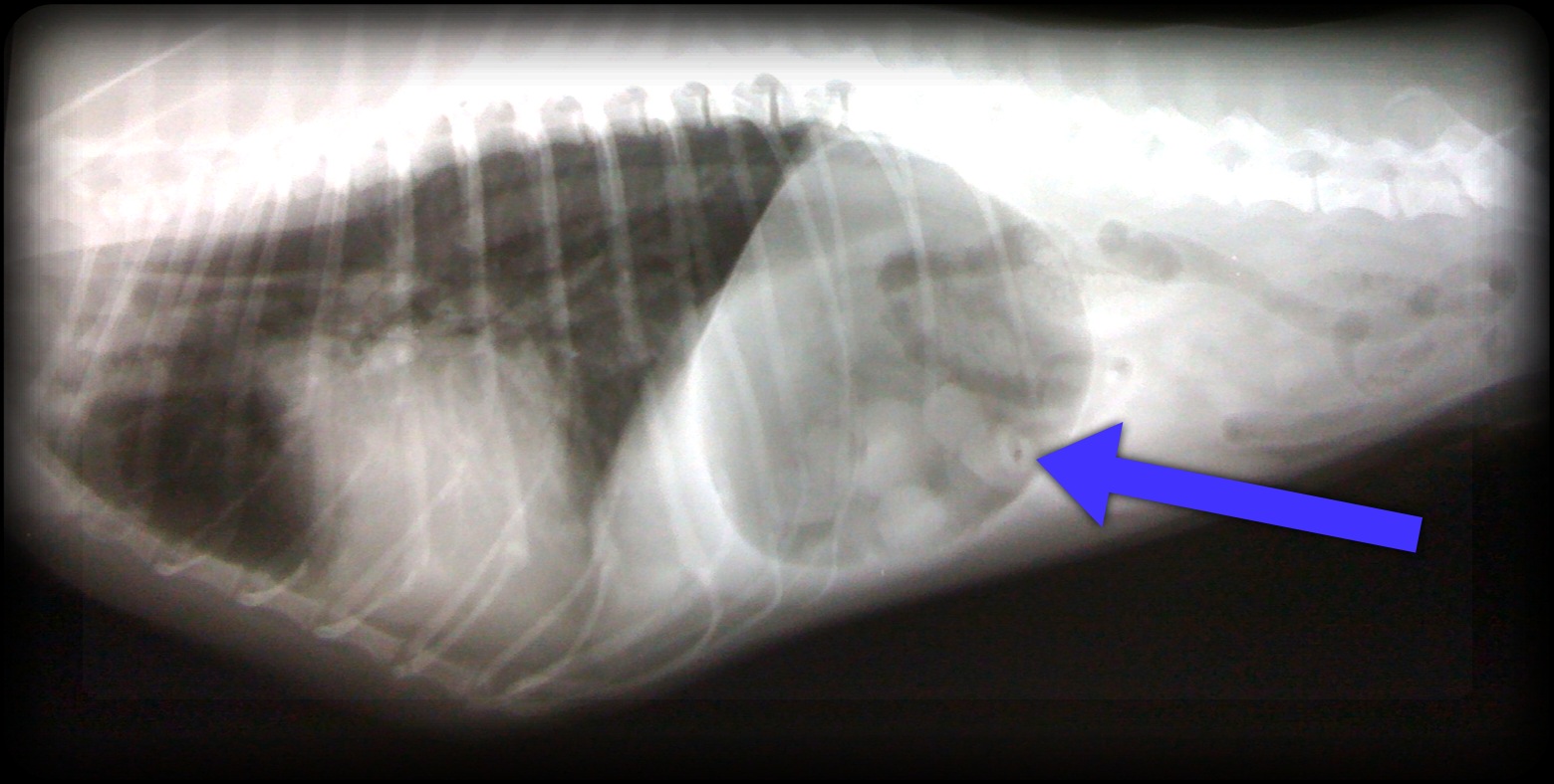 Разрыв печени фото 3 side view dog abdomen x-ray VirtuaVet