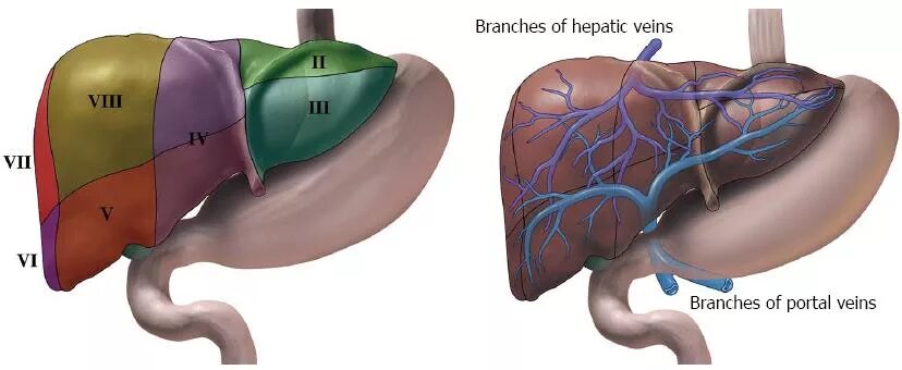 Разрыв печени фото Hepatic applications of endoscopic ultrasound: Current status and future directi