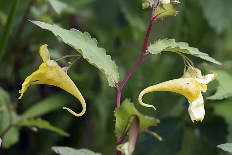 Разрыв трава это что за растение фото Impatiens noli-tangere - Image of an specimen - Plantarium