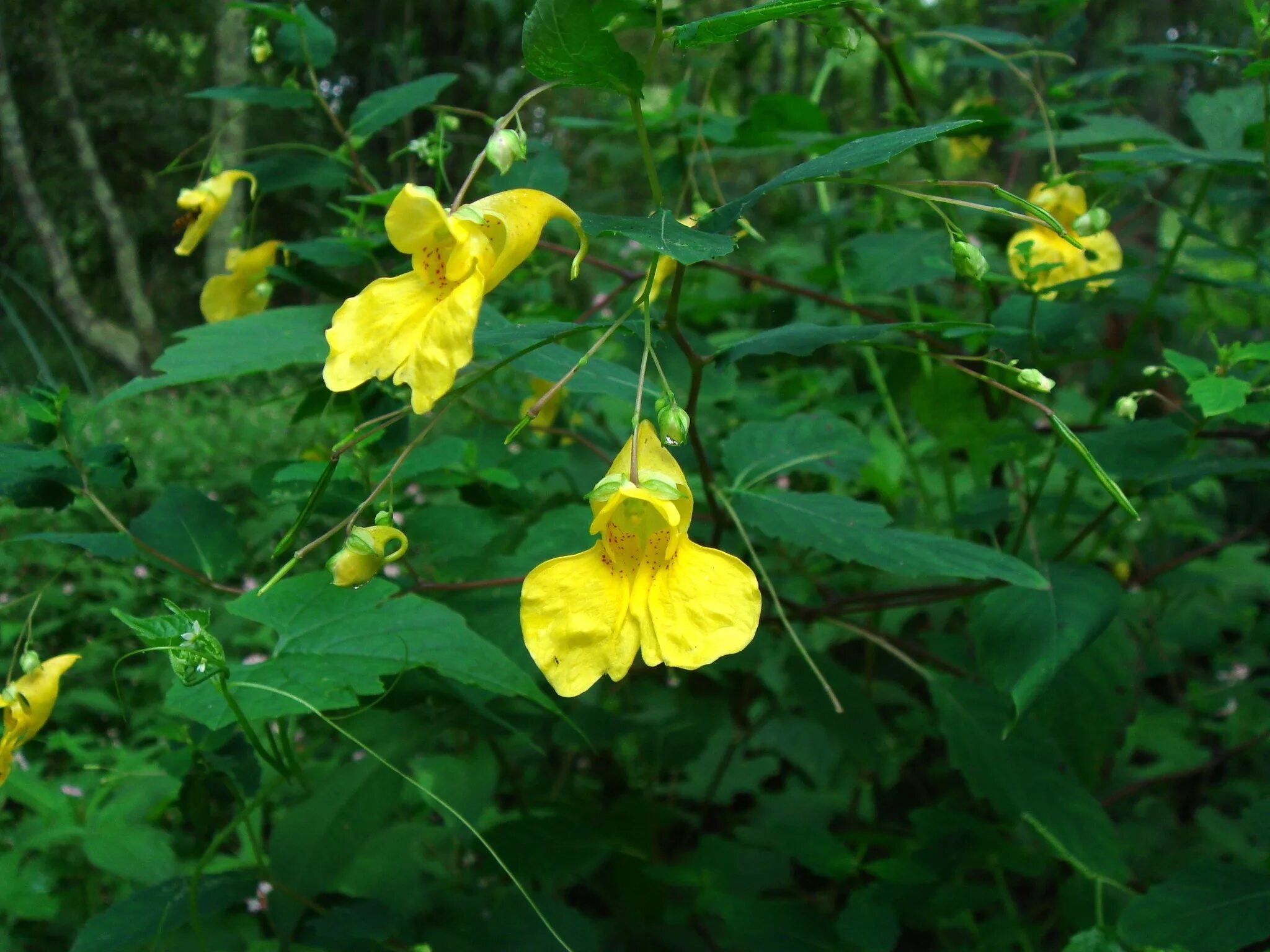 File:Balsam I IMG 9566.jpg - Wikipedia