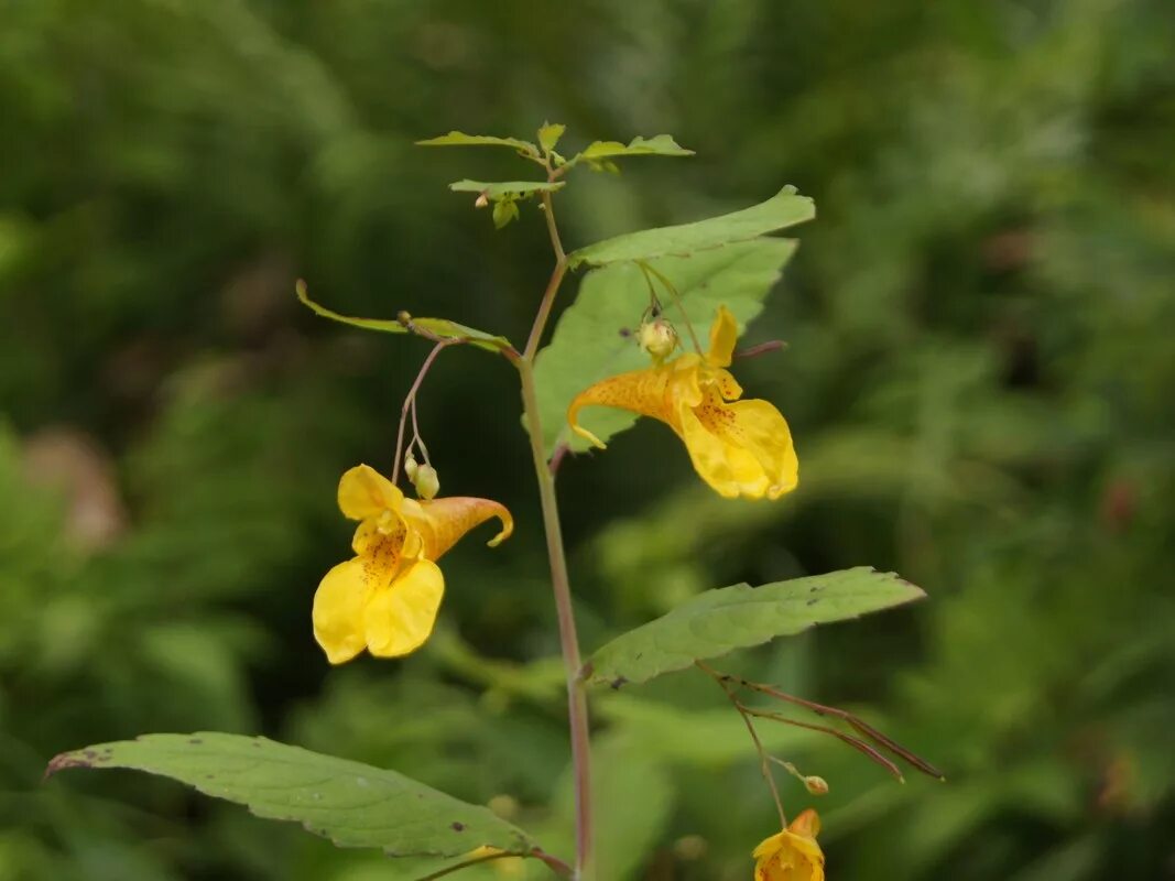 Разрыв трава это что за растение фото Файл:Impatiens noli-tangere (7818663064).jpg - Вікіпедія