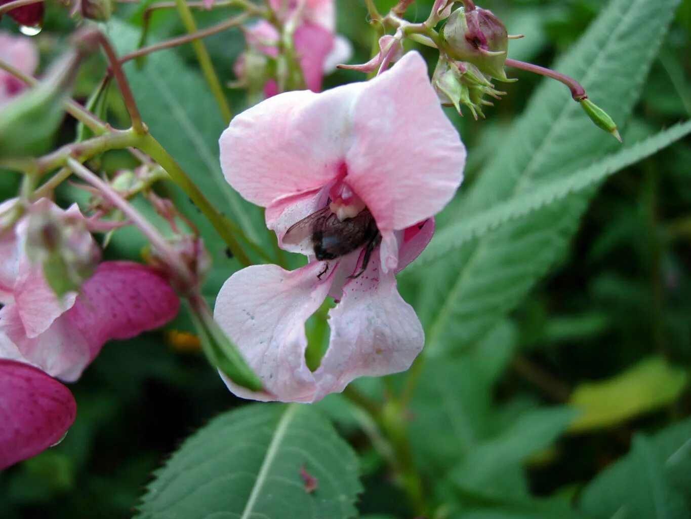 Разрыв трава фото Файл:Impatiens glandulifera pic3.jpg - Википедия