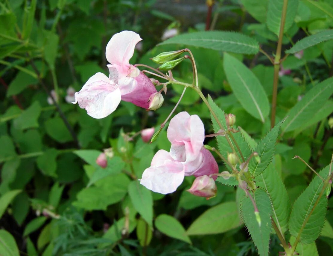 Разрыв трава фото Файл:Impatiens glandulifera pic2.jpg - Википедия