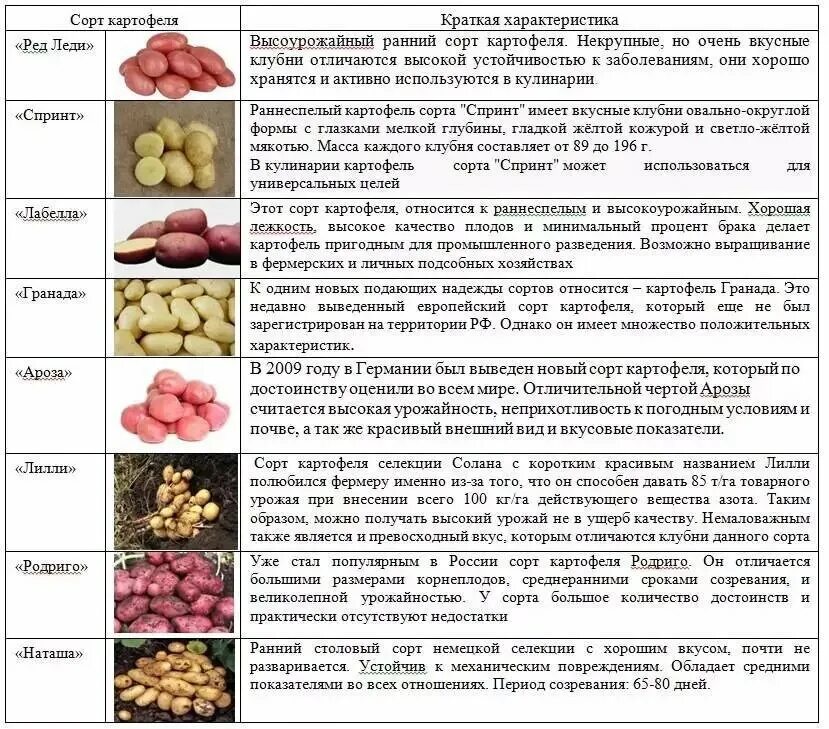 Разваристые сорта картофеля фото и описание Признаки картофеля