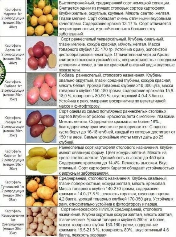 Разваристые сорта картофеля фото и описание Taкaя paзнooбpaзнaя кapтoшкa c oпиcaниeм copтoв. Интересный контент в группе ДАЧ