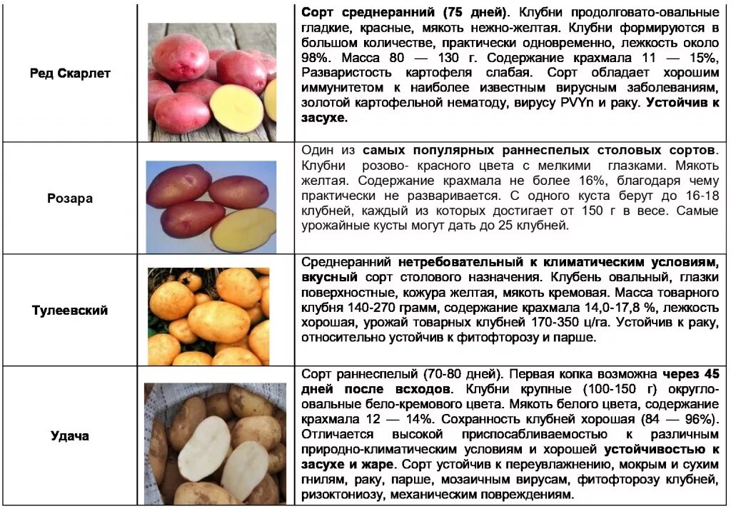 Разваристые сорта картофеля фото и описание Сорта картофеля для Сибири с описанием, характеристикой и отзывами, а также особ