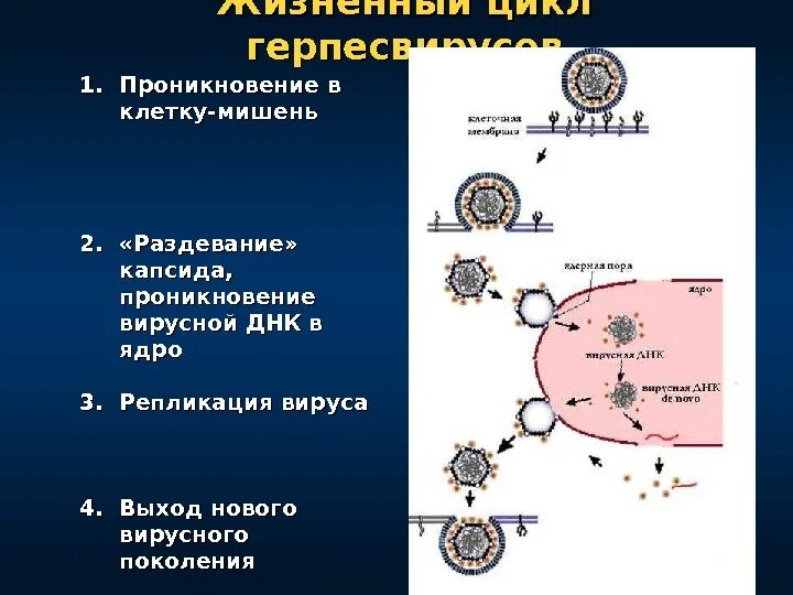 Развитие герпеса по дням фото "Чума XXI века - Многоликий герпес" презентация к уроку биологии (10 класс) на т