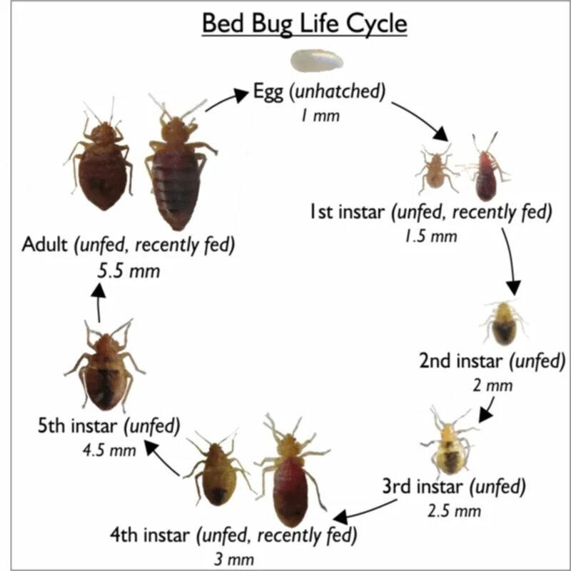 Развитие клопов постельных фото www.astepaway.org 16 Bed bug facts, Bed bugs, Bed bug bites