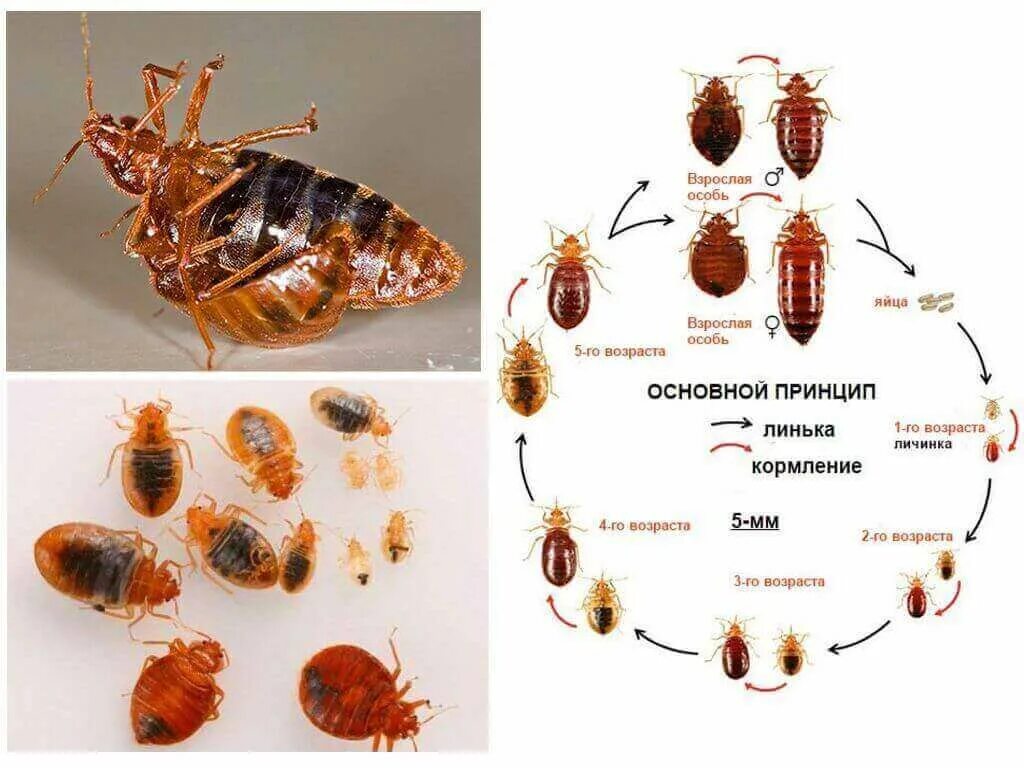 Развитие клопов постельных фото Как размножаются клопы: как быстро растет популяция клопов в квартире в Москве