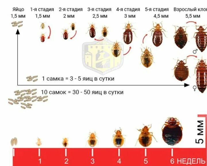 Развитие клопов постельных фото Уничтожение клопов, тараканов - купить в Тюмени, цена 900 руб., дата размещения: