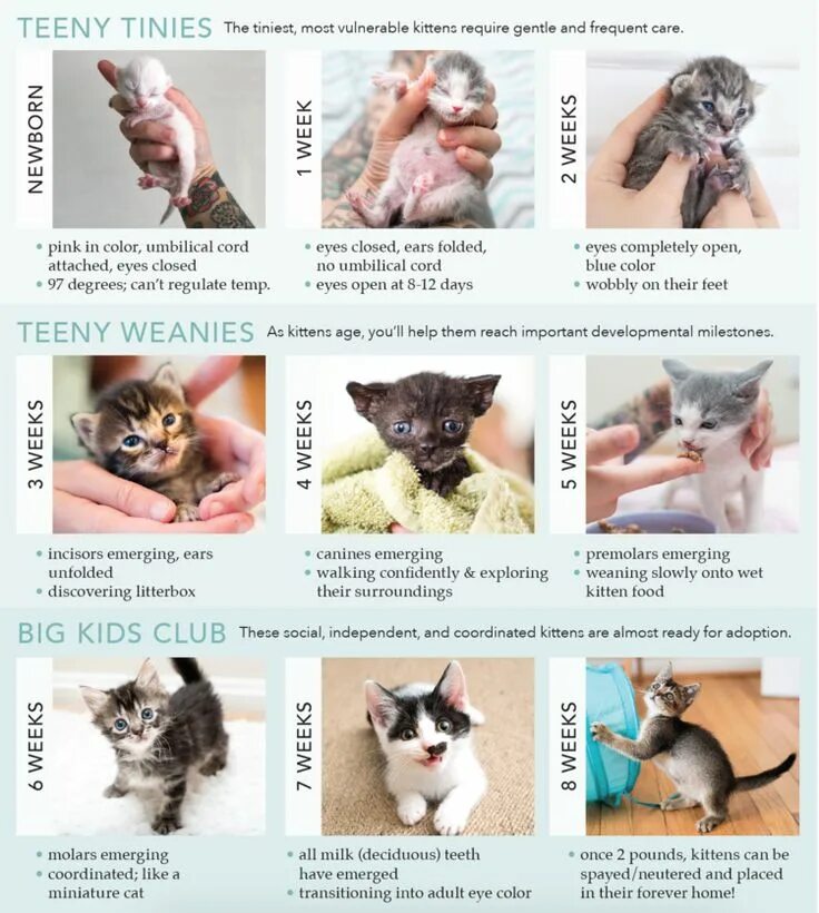 Развитие котят по неделям фото Kitten care, Baby kittens, Cat care