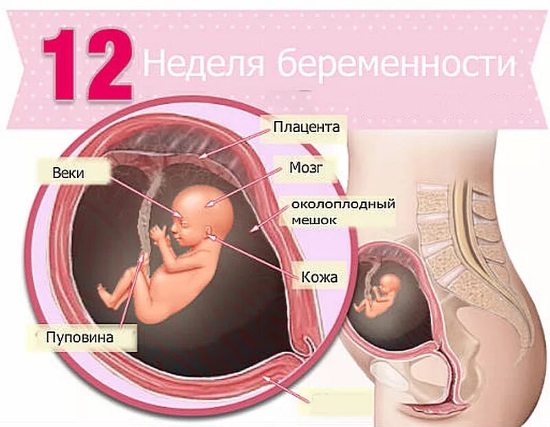 Развитие плода 12 недель фото 12 недель беременности развитие плода, какие выделения, размеры ребенка, скриниг