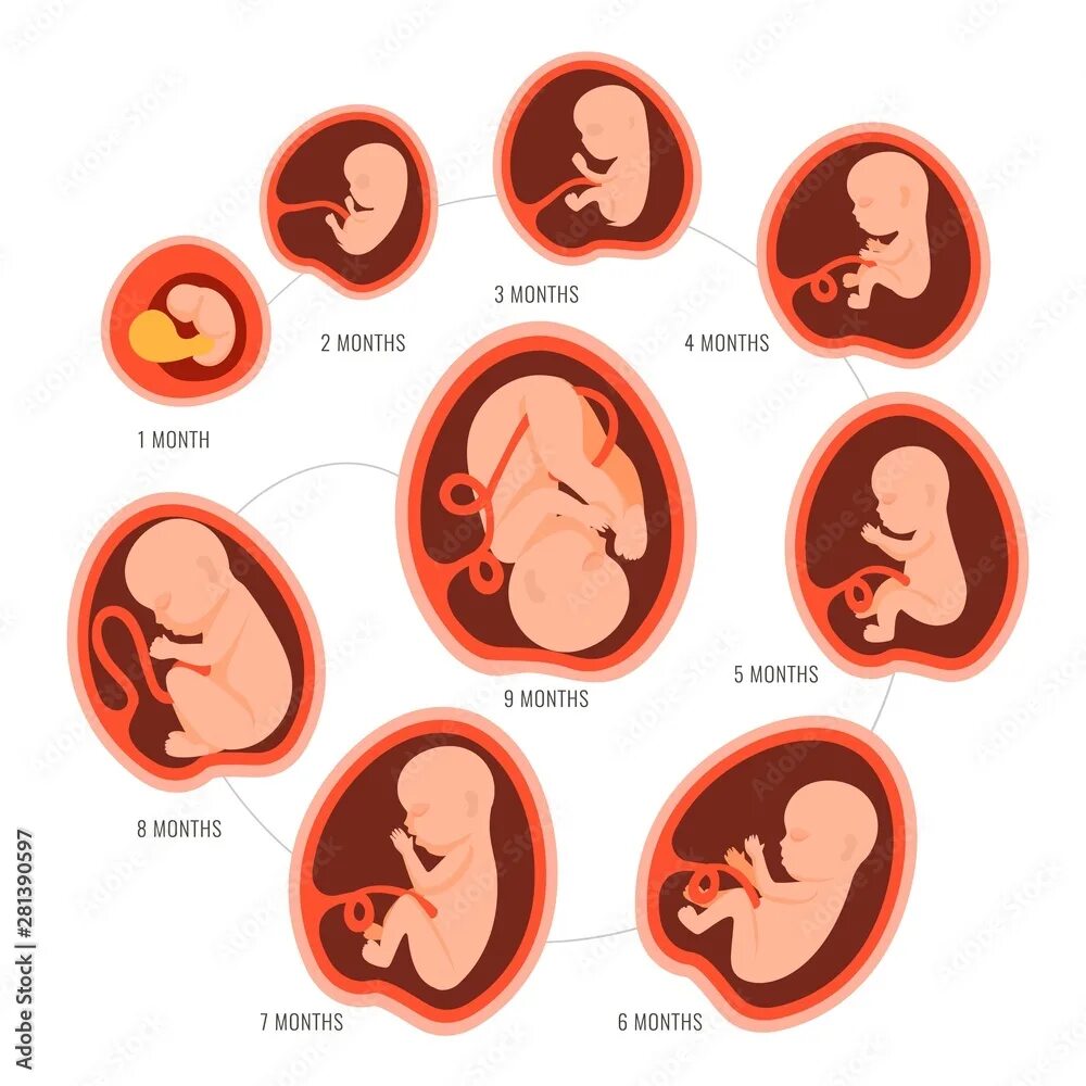 Развитие плода по месяцам фото Pregnancy fetal foetus development . Embryonic month stage growth month by month