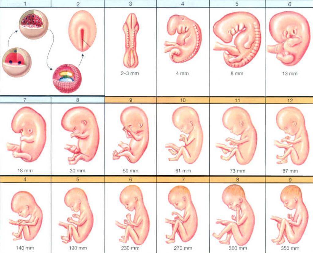 Развитие плода по месяцам фото Картинки РАЗВИТИЕ ЭМБРИОНА ВИДЕО