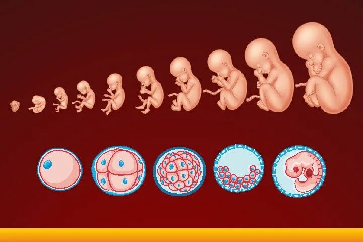 Развитие плода по месяцам фото Anatomy, Embryology Prenatal development, Human embryo, Medical ultrasound