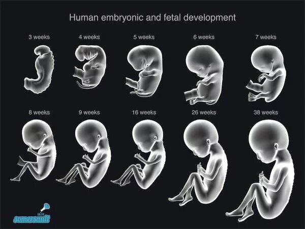 Развитие плода по месяцам фото Human embryonic & fetal development Baby in womb, Pregnancy week by week, Baby d