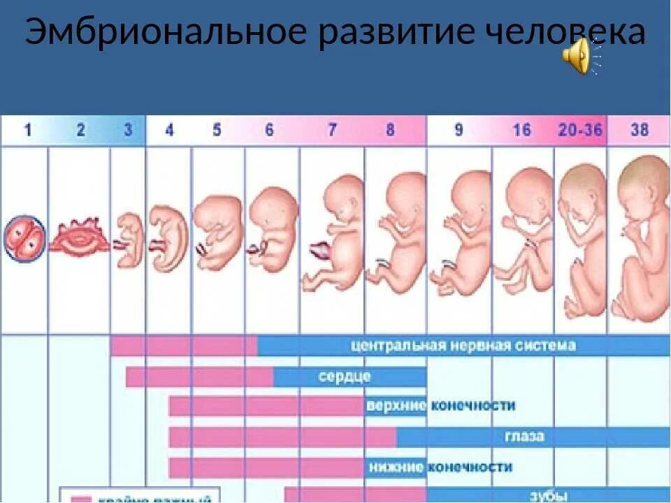 Развитие плода по месяцам фото Недели беременности ком: найдено 70 изображений