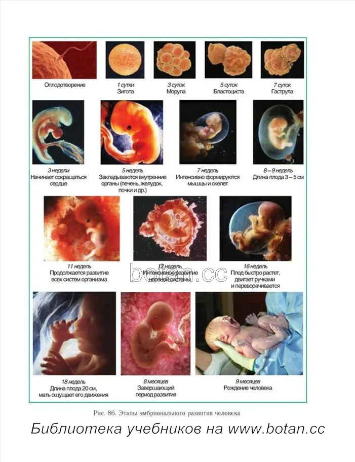 Развитие плода по месяцам фото Беременность фото развития плода