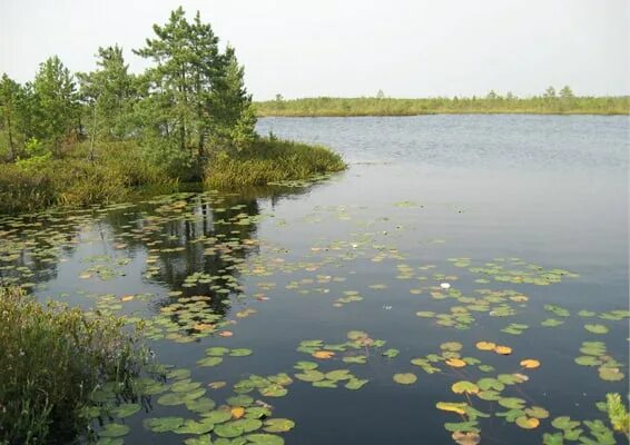 Рдейский заповедник фото Приглашаем на фотовыставку "Заповедник "Рдейский"! - Сайт государственного учреж