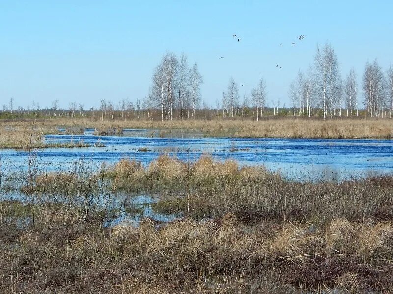 Рдейский заповедник фото Рдейский заповедник в Новгородоской области приглашает на работу териолога и орн