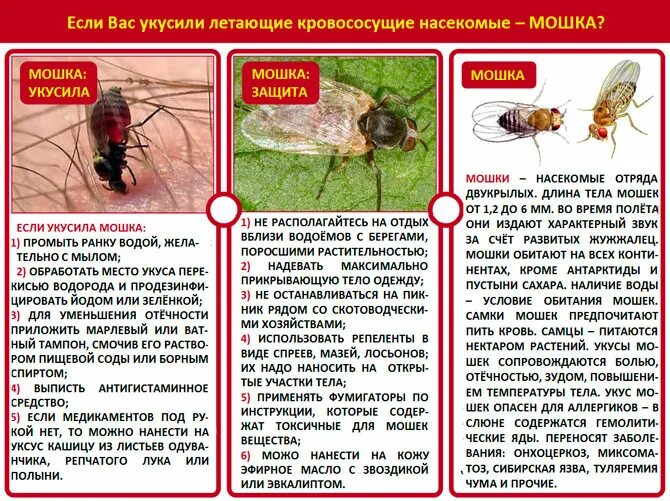 Реакция на укус мошки фото Мошки вред