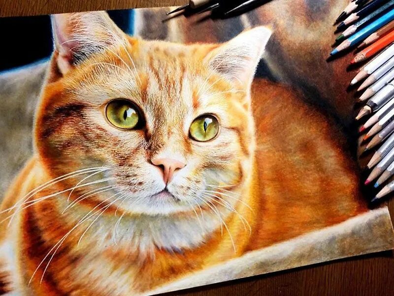 Реалистичное фото кота Portraits de Chats aux Airs de Photos Portraits Par Haruki Kudo Cat drawing, Jap