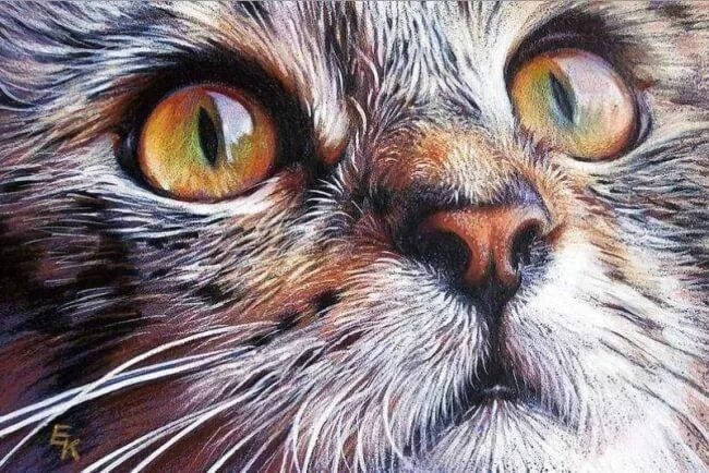 No photo description available. in 2019 Realistic animal drawings, Color pencil 