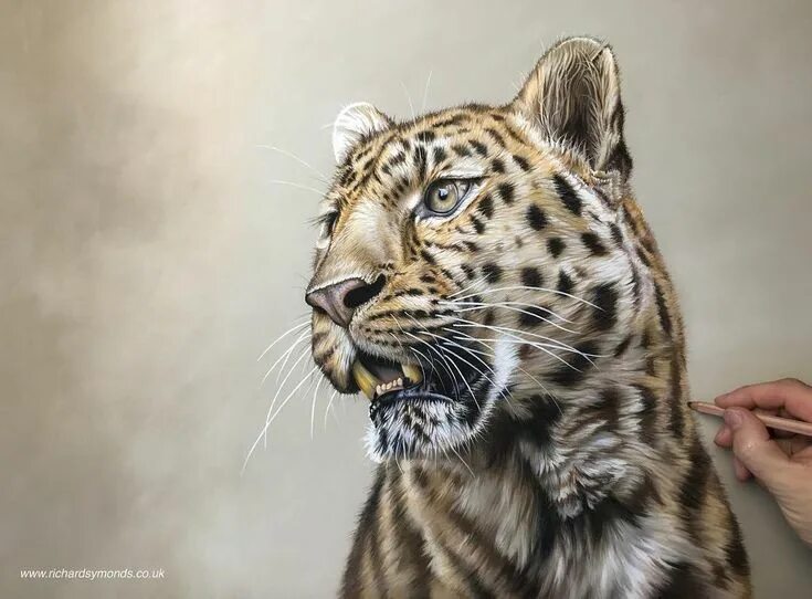 Реалистичные картинки животных No photo description available. in 2019 Realistic animal drawings, Color pencil 