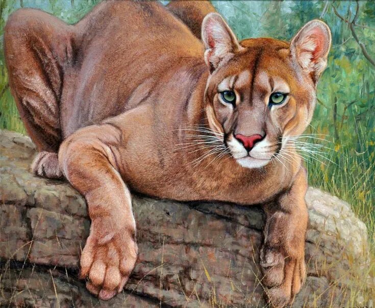 Реалистичные картинки животных Реалистичные рисунки животных (65 фото) Big cats art, Animal paintings, Animals 