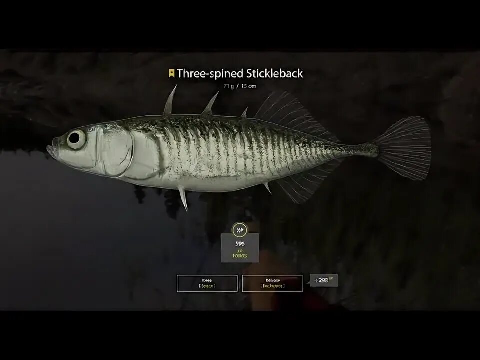 Реальная рыбалка колюшка на что ловить Russian Fishing 4, THREE-SPINED STICKLEBACK 72Gr LADOGA LAKE - YouTube