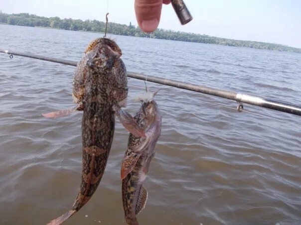 Реальная рыбалка на что ловить бычка Since May 1, bull fishing is prohibited in the Black Sea The Azov-Black Sea terr