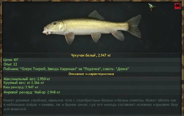 Реальная рыбалка на что ловить чукучан Симулятор онлайн рыбалки Fantastic Fishing; Чукучан белый