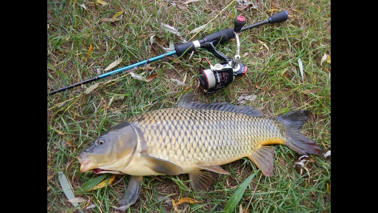 Реальная рыбалка на что ловить сазана Сазан на ультралайт. Catching wild river carp by ultralight spinning - YouTube