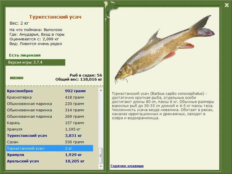 Реальная рыбалка усач на что ловить турниры * РУССКАЯ РЫБАЛКА