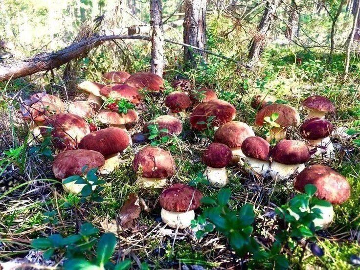 Реальное фото грибов Pin on vihanekset ja hedelmiä Edible wild mushrooms, Trees to plant, Edible mush