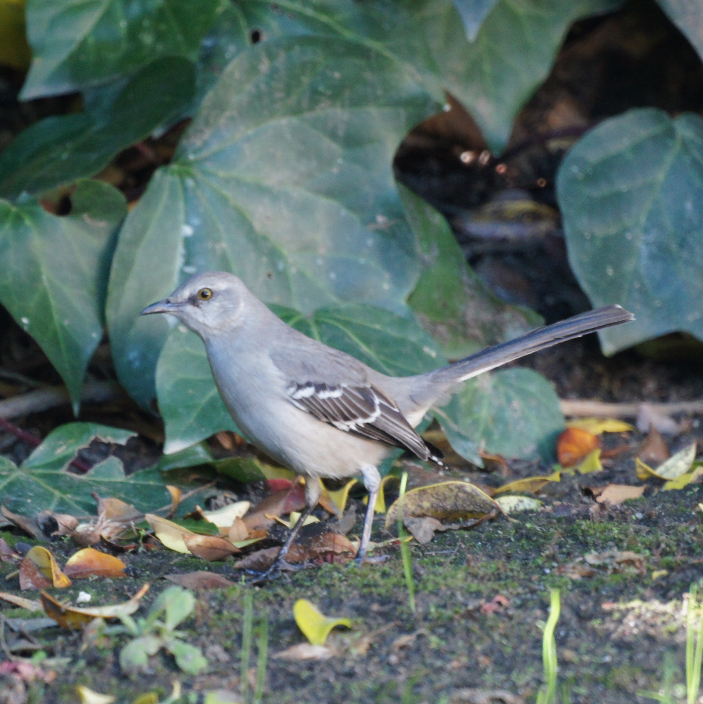 Реальное фото птицы File:Northern Mockingbird (5308125856).jpg - Wikimedia Commons