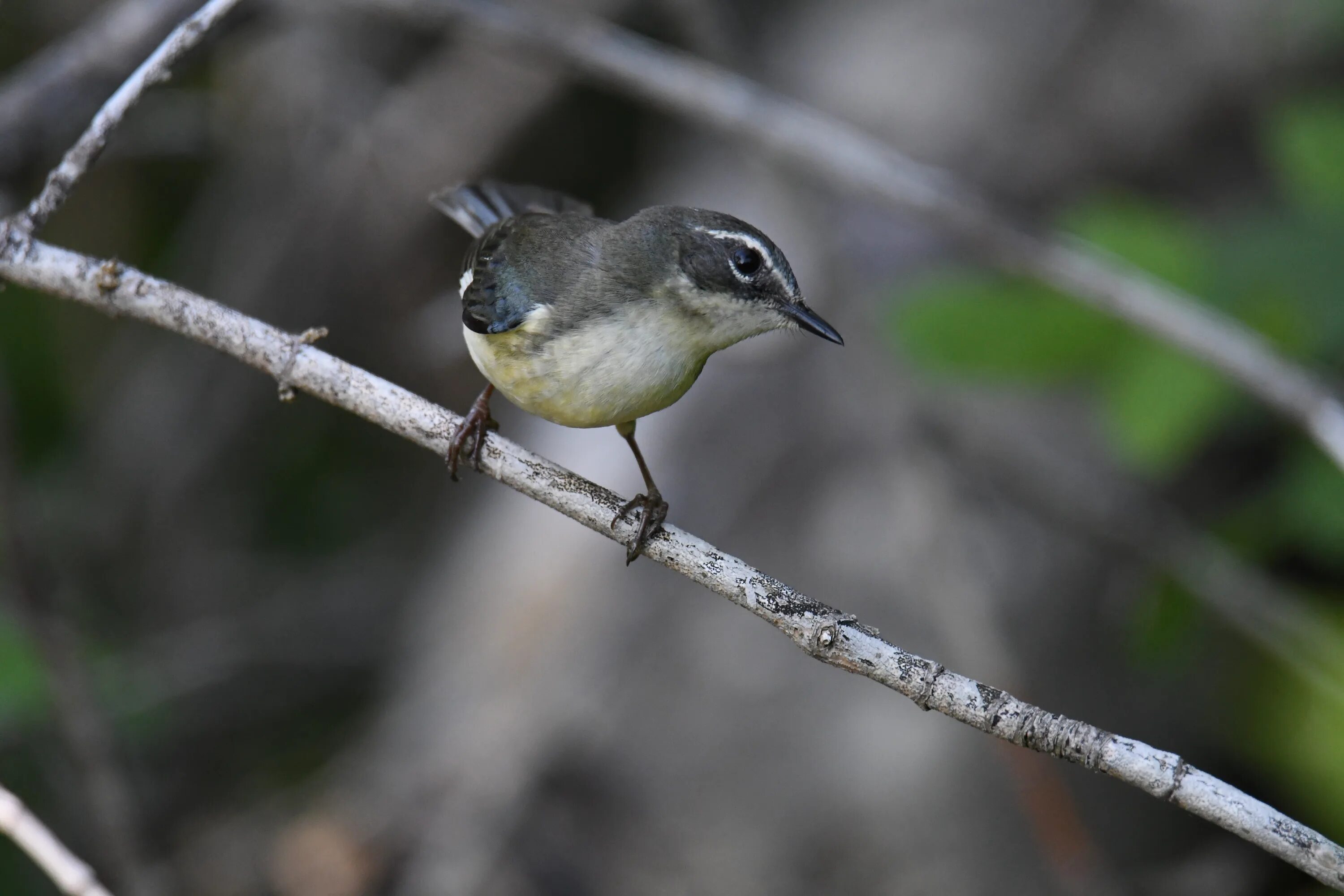 Реальное фото птицы File:Black-throated blue warbler magee marsh 5.13.22 DSC 3219.jpg - Wikimedia Co