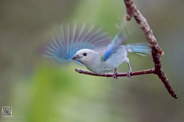 Реальное фото птицы The Soft Side of a Blue-gray Tanager, автор - Phoo (mallardg500) Chan.Фото 75446