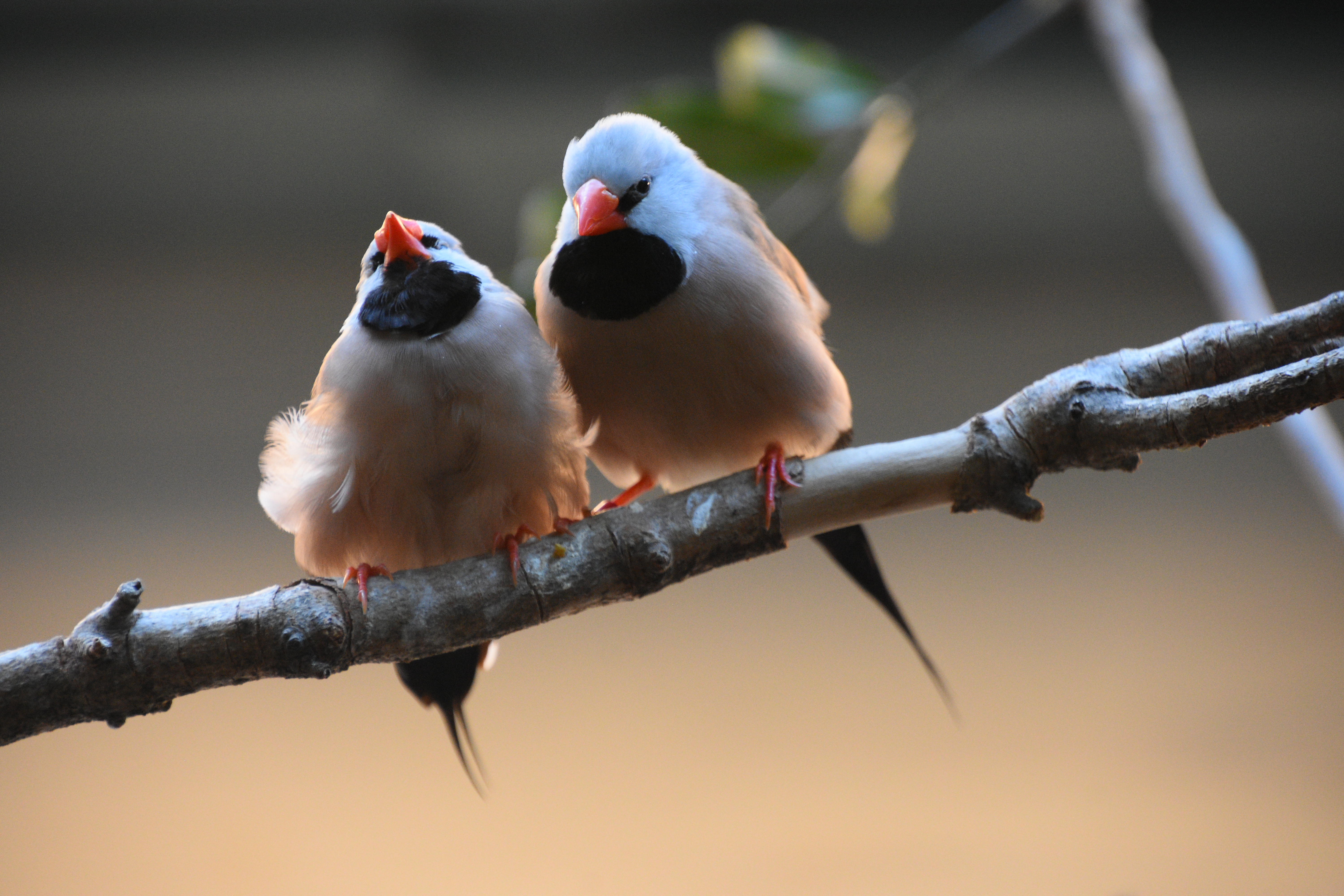 Реальное фото птицы File:Shaft-tailed Finch Pair 4.jpg - Wikimedia Commons