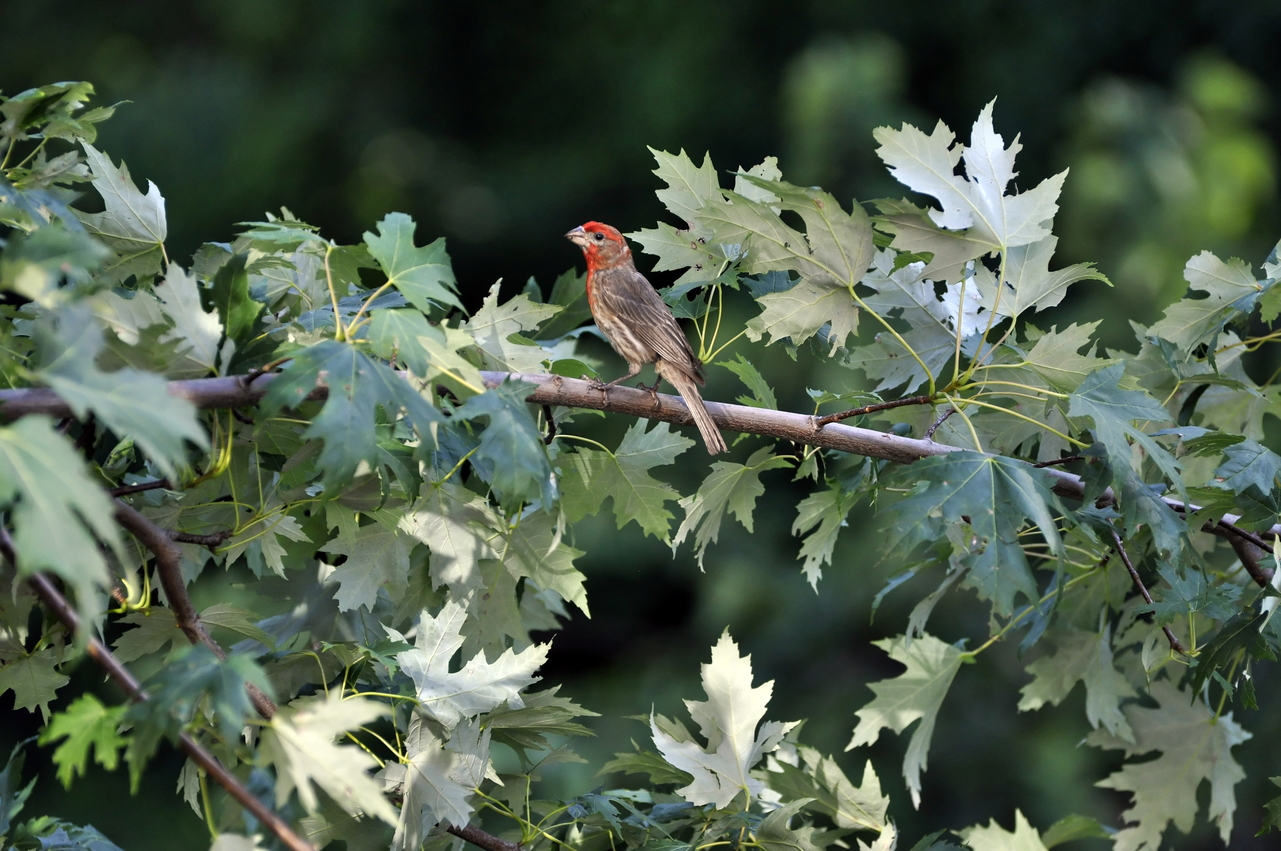 Реальное фото птицы File:House Finch (4832256459).jpg - Wikimedia Commons