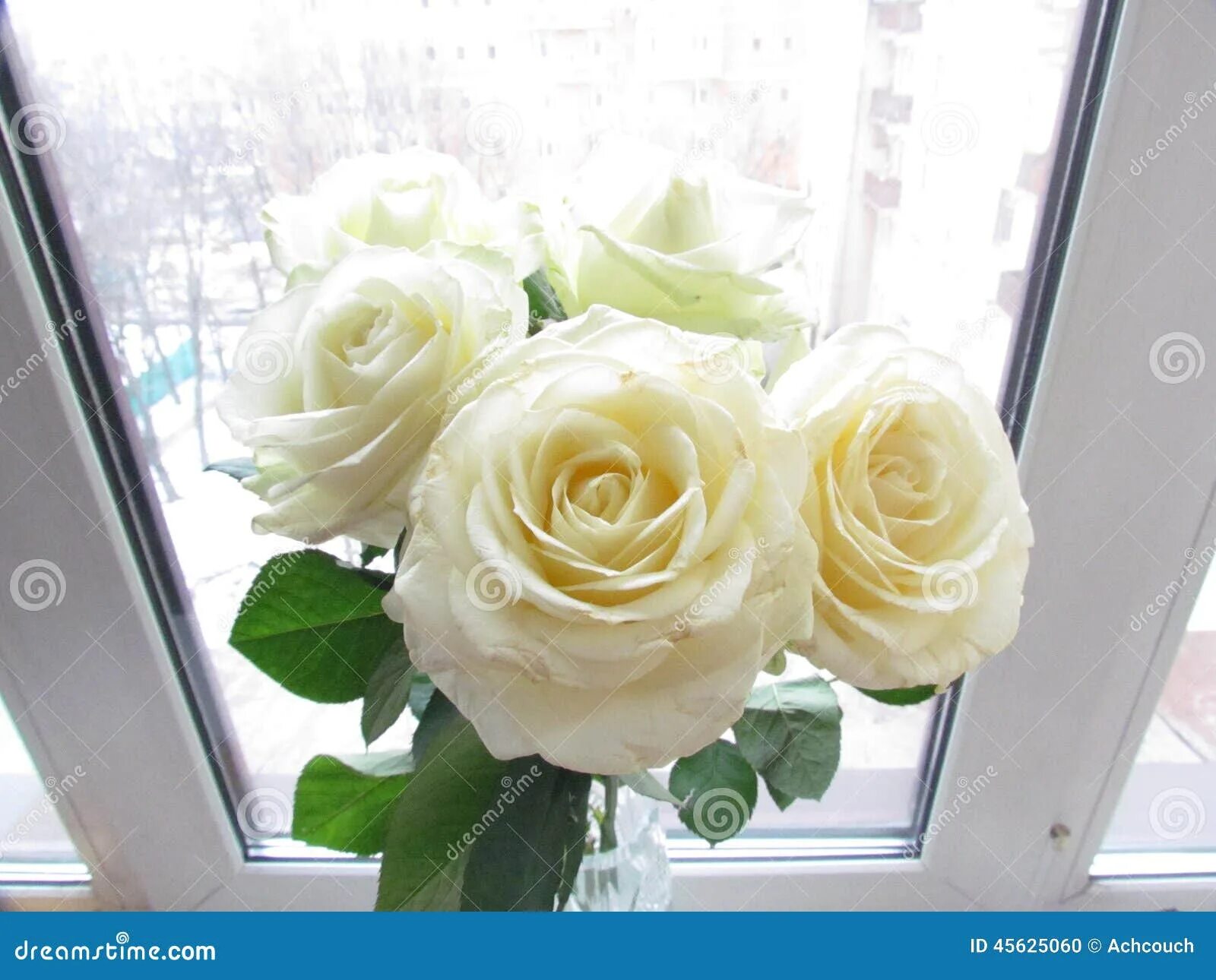 Реальное фото цветов на окне White roses in Windows stock photo. Image of life, purity - 45625060